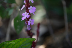 Striga gesnerioides